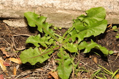 Taraxacum officinale