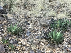 Agave shrevei
