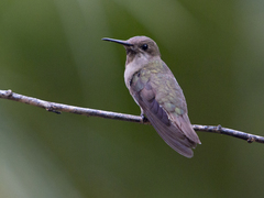 Chrysolampis mosquitus