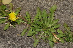 Taraxacum officinale