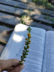 Agrimonia eupatoria
