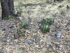 Agave shrevei