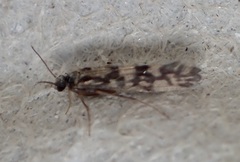 Agraylea