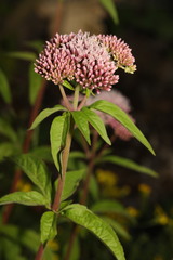 Eupatorium cannabinum