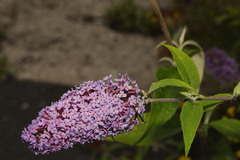 Buddleja davidii