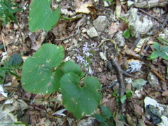 Adenostyles alliariae