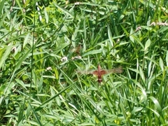 Celithemis elisa