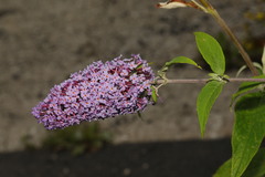 Buddleja davidii
