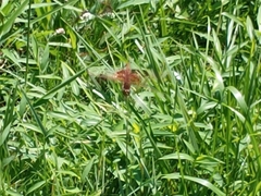 Celithemis elisa