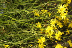 Senecio squalidus