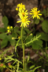 Senecio squalidus