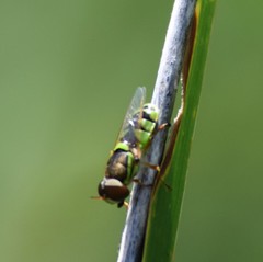 Odontomyia cincta