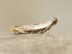 Monochroa gilvolinella