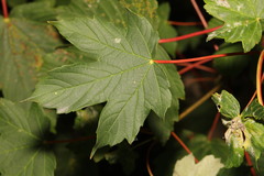 Acer pseudoplatanus