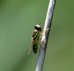 Odontomyia cincta