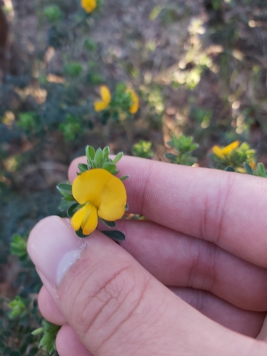 Image of Pultenaea ferruginea by (c) Tim, some rights reserved (CC BY)