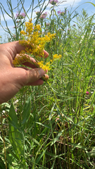 Euthamia gymnospermoides