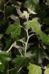 Populus alba