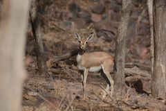 Gazella bennettii
