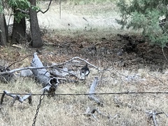 Meleagris gallopavo mexicana