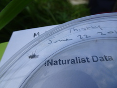 Brassicogethes aeneus