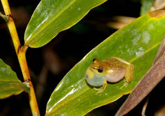 Fantastic Reed Frog photo 2