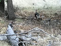 Meleagris gallopavo mexicana
