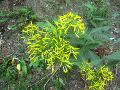 Senecio nemorensis