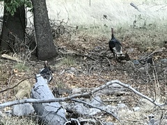 Meleagris gallopavo mexicana