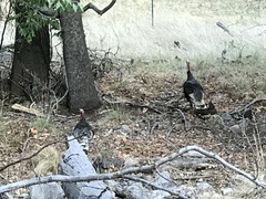 Meleagris gallopavo mexicana