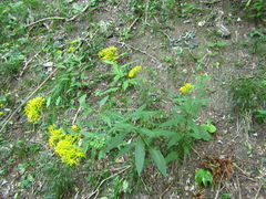 Senecio nemorensis