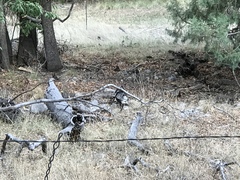 Meleagris gallopavo mexicana