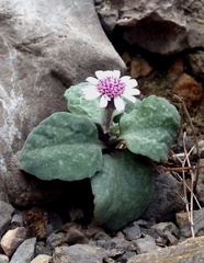 Senecio varicosus