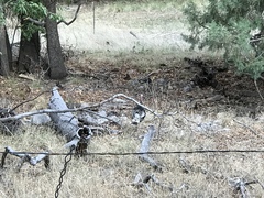 Meleagris gallopavo mexicana