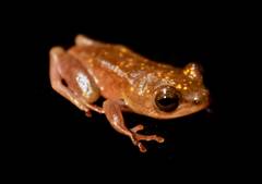 Fantastic Reed Frog photo 3