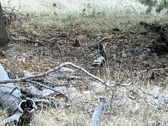 Meleagris gallopavo mexicana