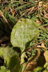 Golovinomyces sordidus