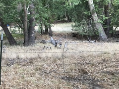 Meleagris gallopavo mexicana