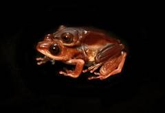 Fantastic Reed Frog photo 4