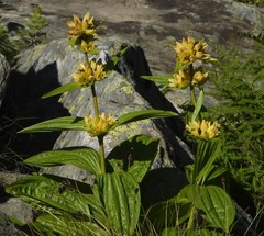 Gentiana