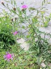 Centaurea jacea