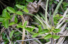 Parsonsia alboflavescens