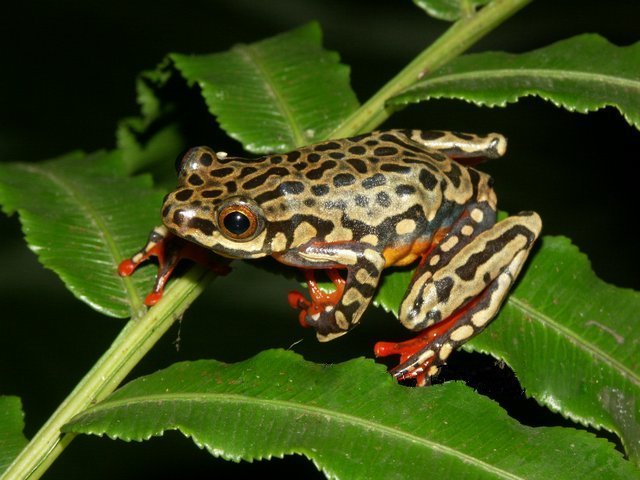Riggenbach's Reed Frog