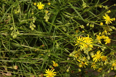 Senecio inaequidens