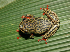 Riggenbach's Reed Frog photo 2
