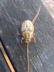 Anoxia australis