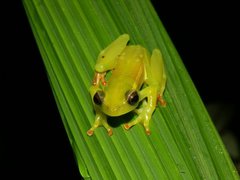 Riggenbach's Reed Frog photo 3