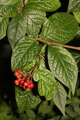 Cotoneaster rehderi
