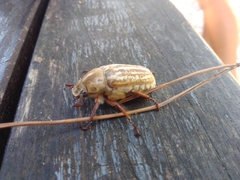 Anoxia australis