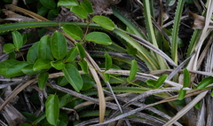 Parsonsia alboflavescens